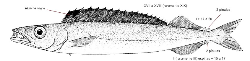 Promethichthys prometheus_01.jpg